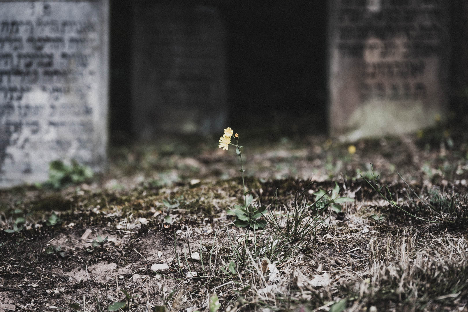 Nesselröden, Jüdischer Friedhof Nesselröden